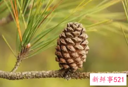 梦见摘松子是什么意思