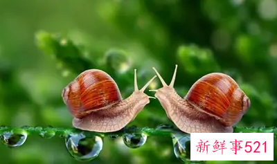 蜗牛是益虫还是害虫