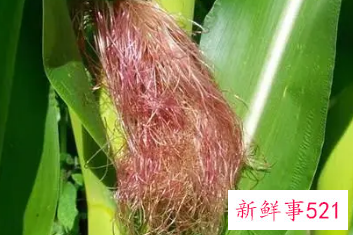 玉米须的功效与禁忌和食用方法