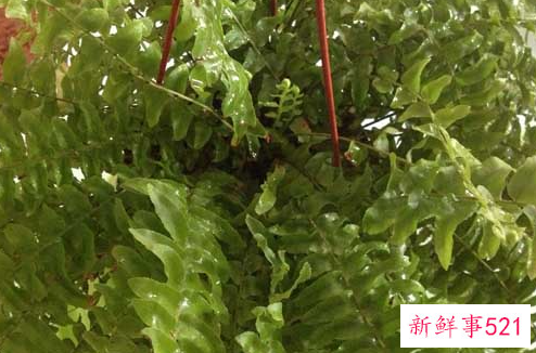 波斯顿蕨叶子发黄怎么办