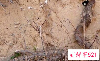 眼镜王蛇的习性