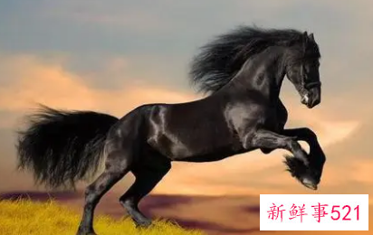 属马和哪些生肖婚姻最好