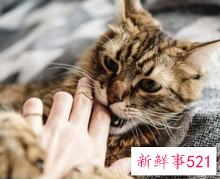 梦到自己养的猫咬自己