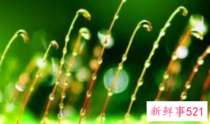 这是生命的奇迹散文