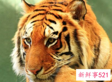 生肖虎穿什么颜色衣服财运好