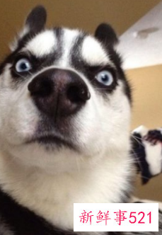 哪种小宠物干净好养没有味