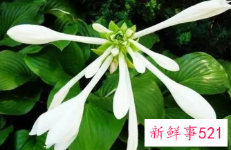 名字好听的植物