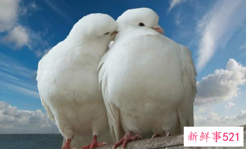 经典情感语录句句扎心