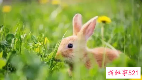 心最坏的生肖女