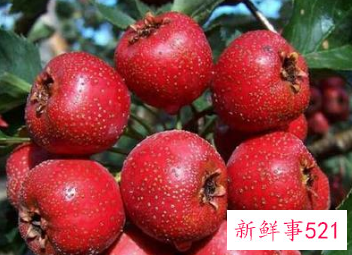 山楂有什么功效