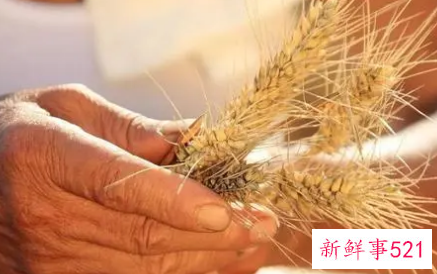 为什么有世界粮食日