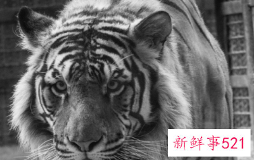 1998年属虎运势及运程