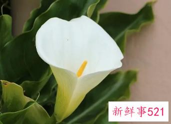 摩羯座适合养什么植物