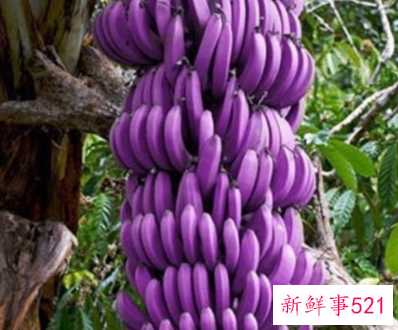 紫皮香蕉怎么吃好吃