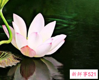 荷花的吉祥寓意