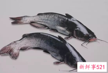 什么鱼营养价值最高又便宜