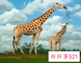 保护野生动物宣传顺口溜