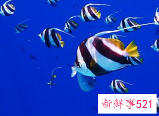 梦见很多鱼有什么意思