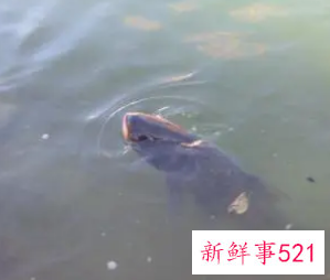 女人梦见抓到一条大鱼