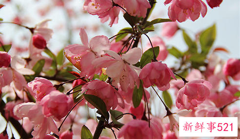 垂丝海棠常用的繁殖方法