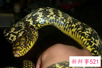 蛇表示友好的行为