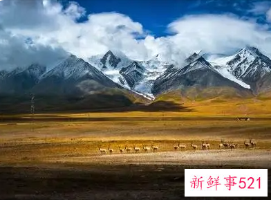 梦见去西藏高原是什么意思