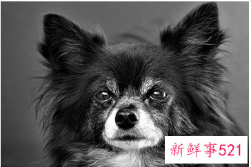 狗的名字带有平安寓意的