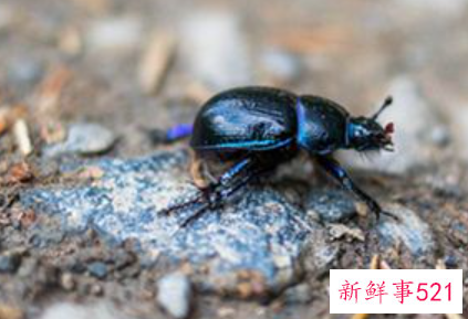 梦见蜣螂的寓意