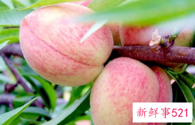 梦见苹果和桃是什么意思