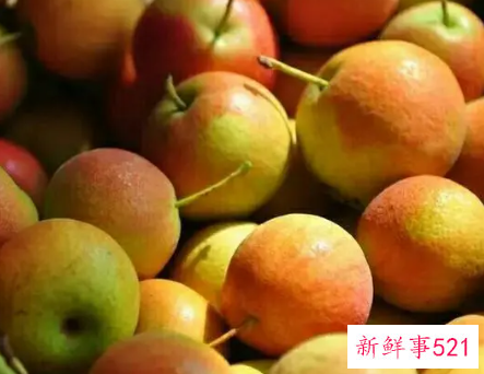 梨的品种有哪些