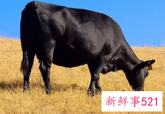 女人梦见两只黑牛