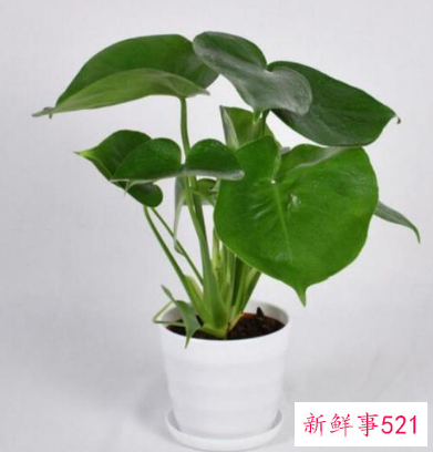 常见吸甲醛观叶植物排行榜