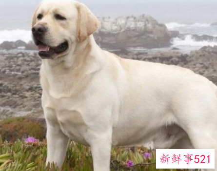 宠物狗狗排行榜前十名