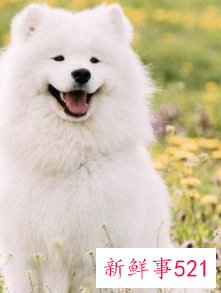 哪种小宠物干净好养没有味