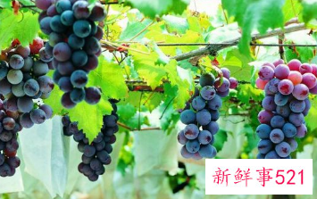 水果营养价值排行图