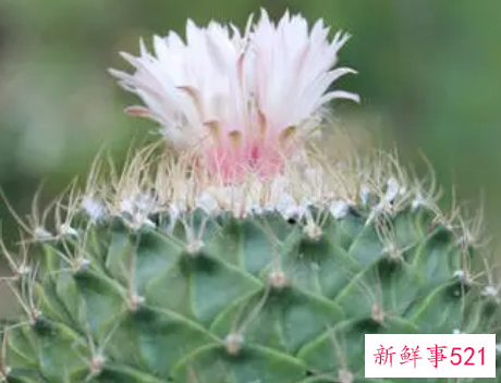 帝冠的养殖方法和注意事项