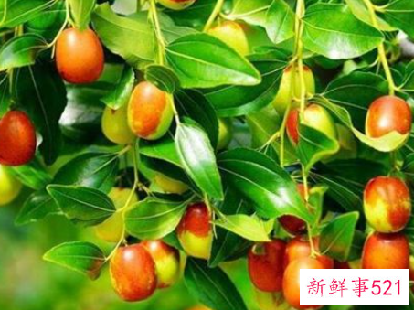 梦见偷枣有什么征兆