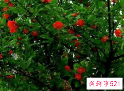 北方露台适合种什么树