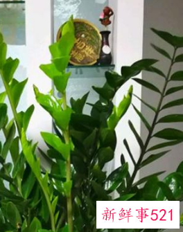 名字好听的植物