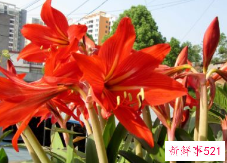 朱顶红烂根的处理方法是什么