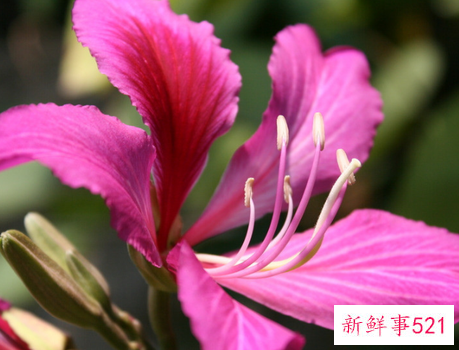 紫荆花冬天会冻死吗