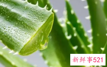 芦荟能美白皮肤吗