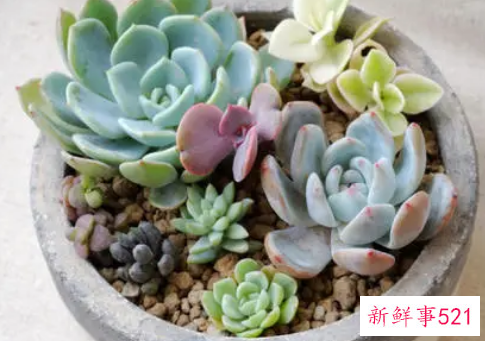 多肉怎么养殖