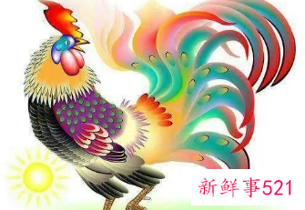 属鸡和属鸡幸福吗