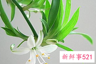 吊兰养殖的方法