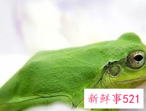 梦见绿色青蛙
