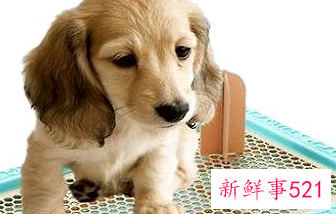 训练狗狗大小便妙招