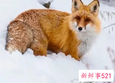 梦见黄色狐狸是什么意思