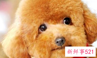 如何训练泰迪不被它咬手