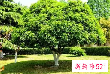 门口种什么花草旺财